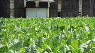 Els pagesos andorrans, a favor cultivar cànnabis per compensar els ingressos del tabac