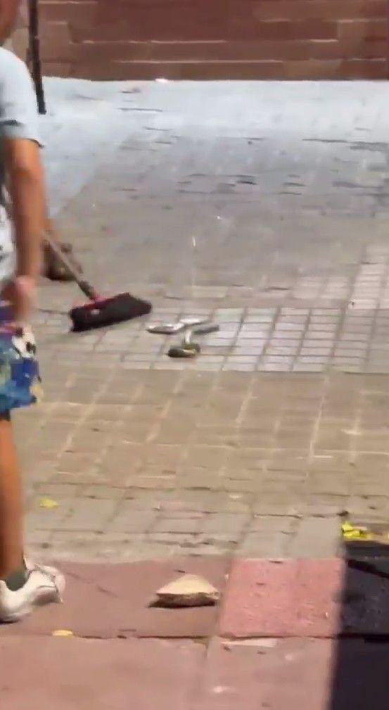 VÍDEO | Veïns de Campclar troben una serp de grans dimensions pels carrers i avisen que n'hi ha més