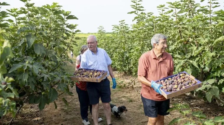 Una trentena de ‘fruituristes’ de Catalunya, Aragó i Andorra paguen per collir figues a Aitona